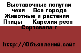 Выставочные попугаи чехи  - Все города Животные и растения » Птицы   . Карелия респ.,Сортавала г.